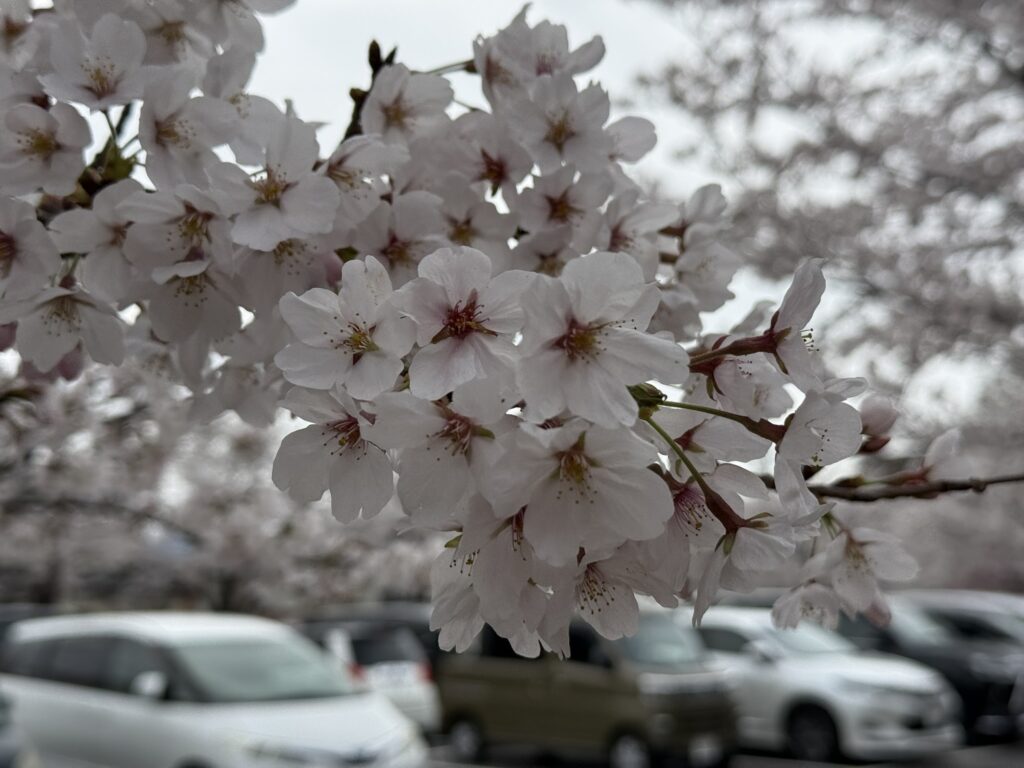 やぐら下芝生広場ソメイヨシノ①