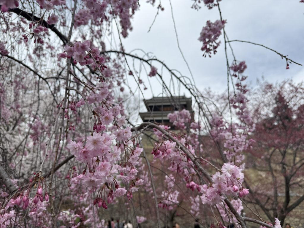 やぐら下芝生広場枝垂桜