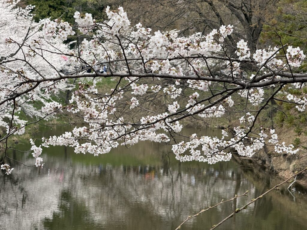 やぐら下芝生広場④