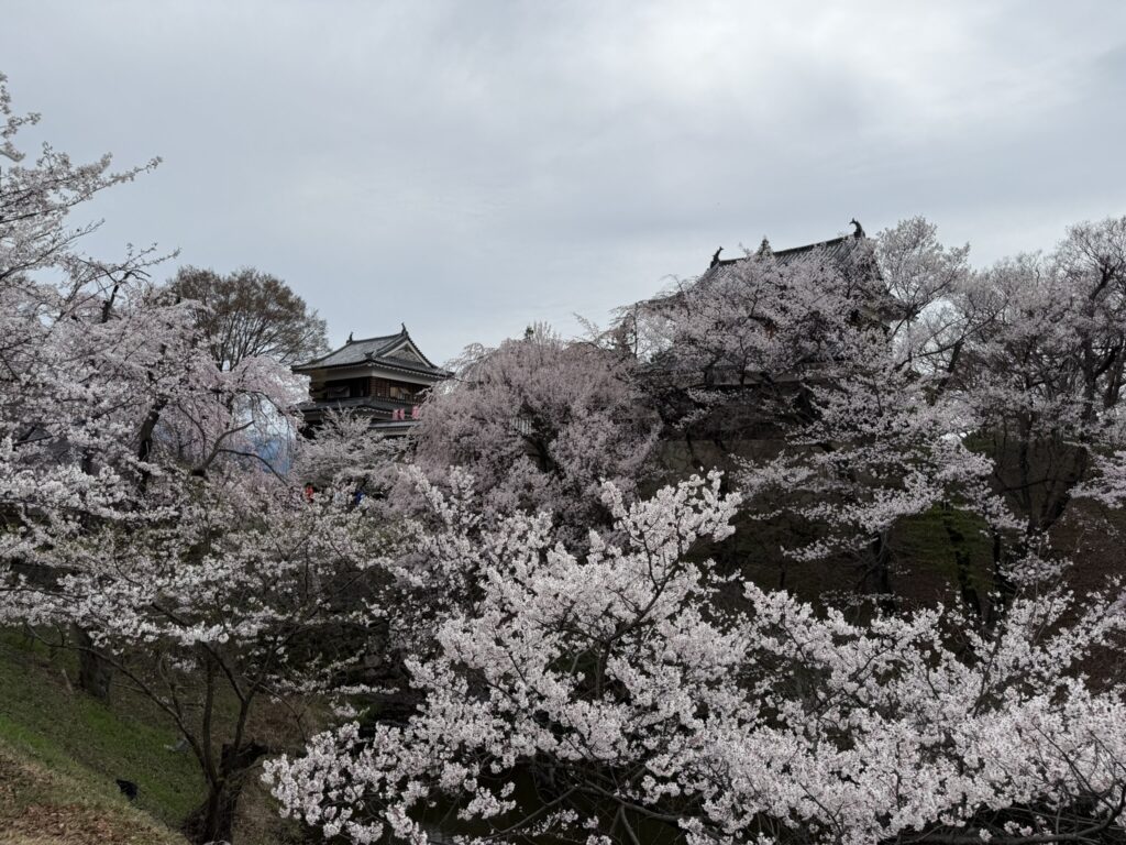 上田城跡枝垂桜②