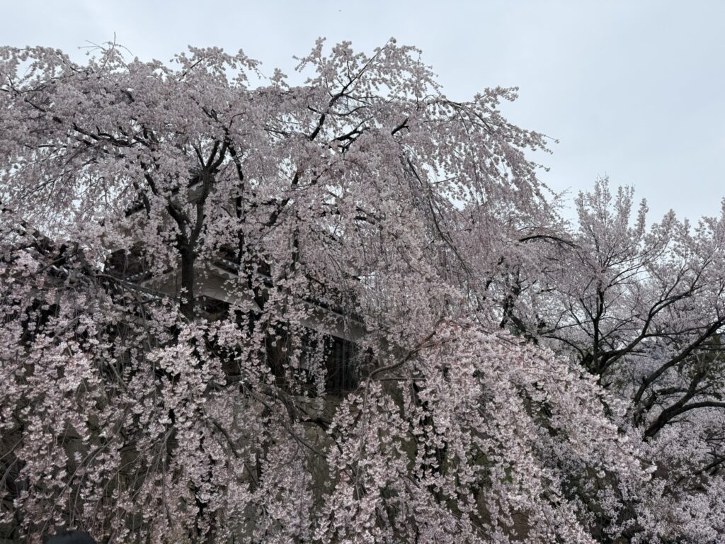 上田城跡枝垂桜①