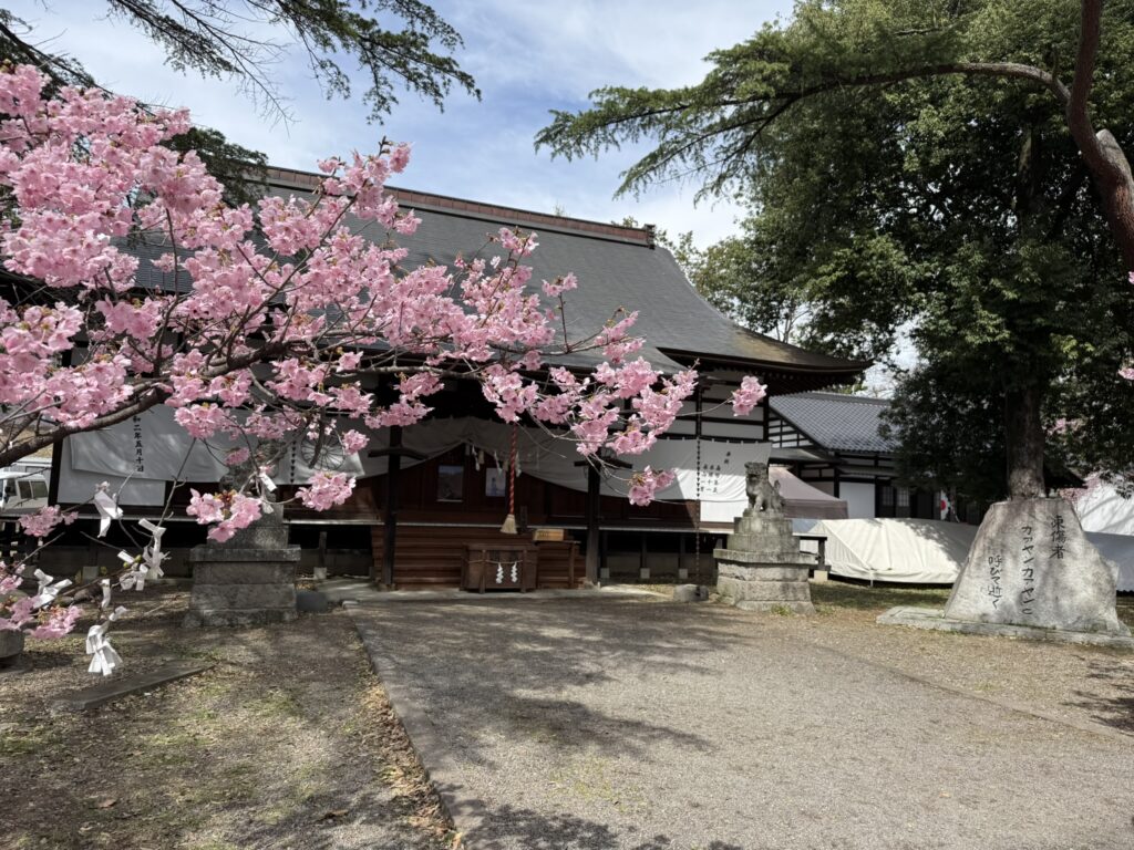 上田招魂社の陽光桜