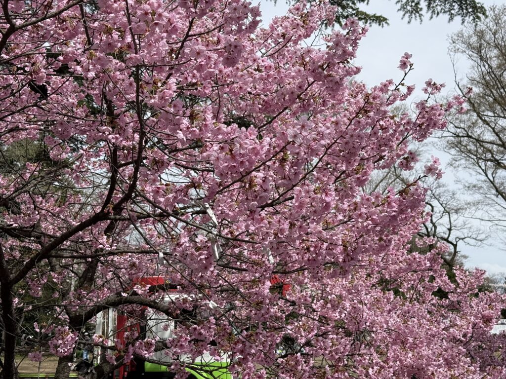 上田招魂社の陽光桜