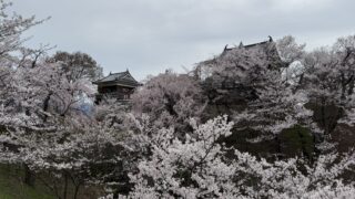 満開の桜🌸｜上田城千本桜まつりに行ってきました！