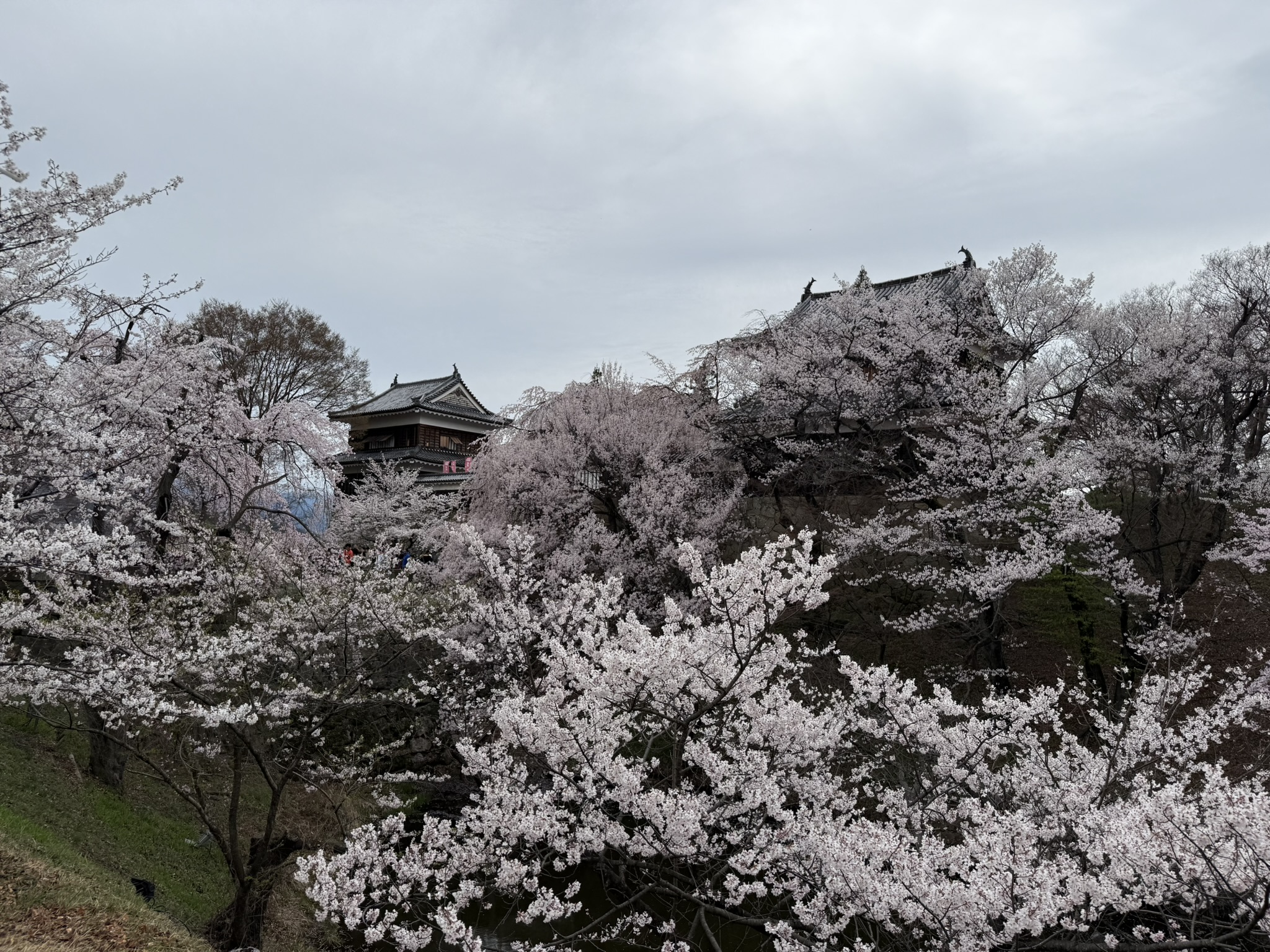 上田城千本桜まつり