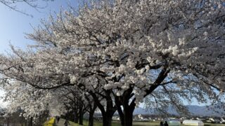 【2026年最新】さくラさく小径(佐久市)は穴場の桜スポット！満開時期・駐車場・アクセス完全ガイド