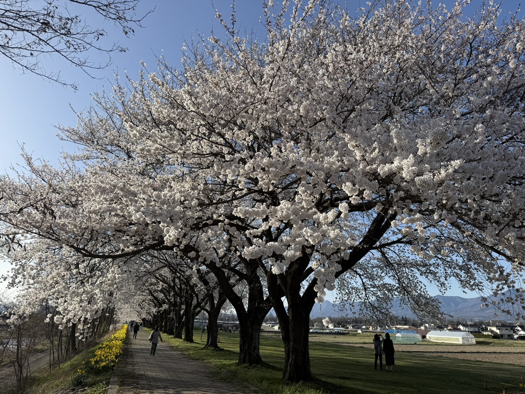 さくラさく小径