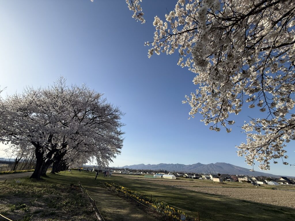 さくラさく小径の桜と浅間山