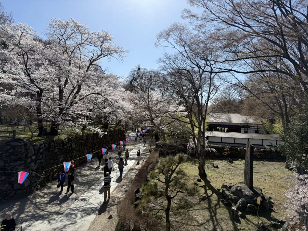緑と桜のピンクのコントラスト
