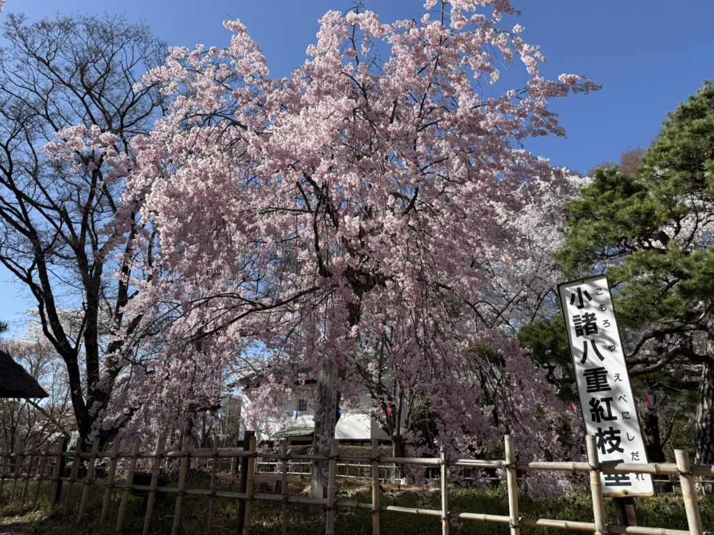 小諸八重紅枝垂（コモロヤエベニシダレ）