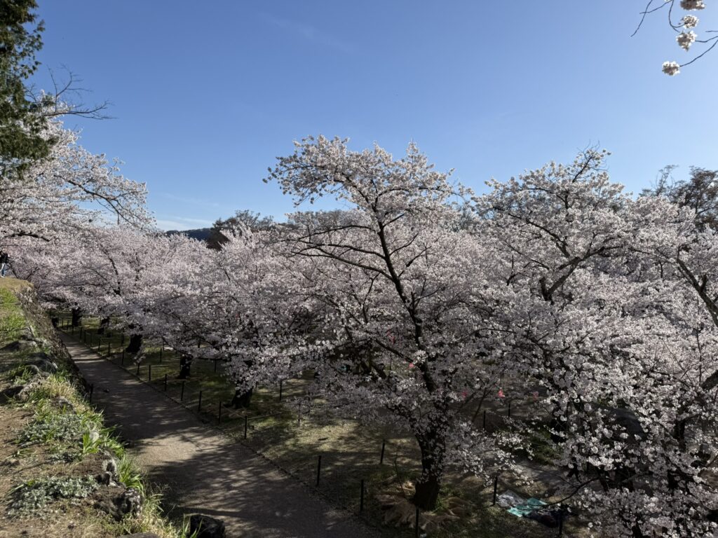 懐古神社裏の桜を見下ろす写真スポット