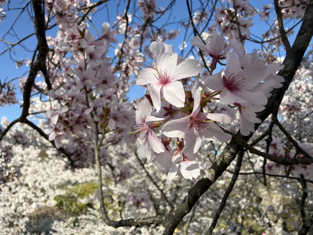 近くで撮ったソメイヨシノ